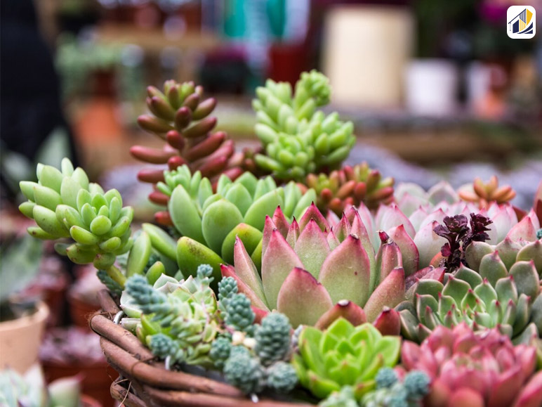 Know The Difference Between Succulents And Cacti