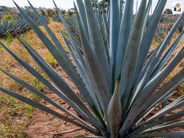 Plant Lots Of Agaves