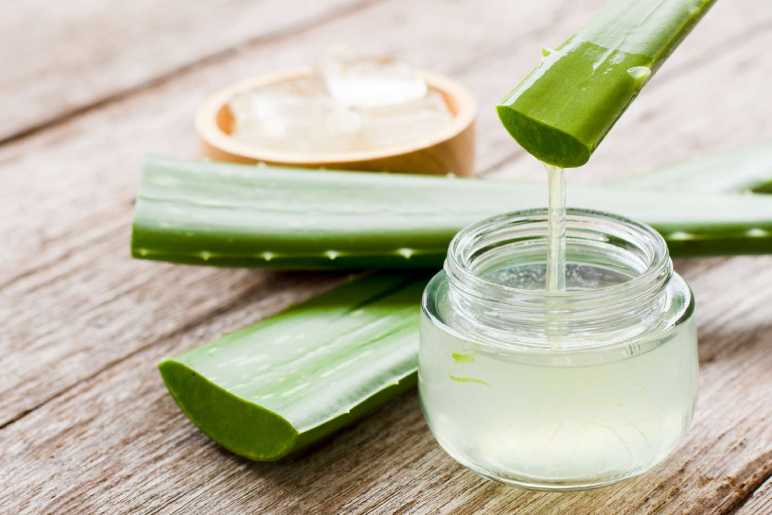 Aloe Vera 